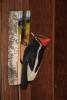 Thumbnail - woodpecker door knocker