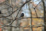 Thumbnail - junco