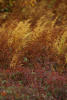 Thumbnail - fall foliage