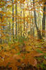 Thumbnail - fall trees