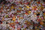 Thumbnail - fall leaves