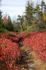 Thumbnail - blueberry bushes in fall