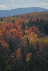 fall colors in Canaan Valley