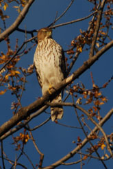 red-tailed hawk