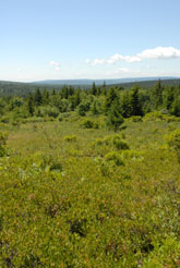 springtime on Dolly Sods